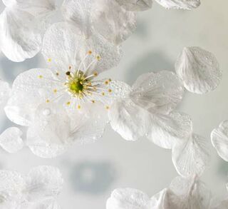 Whiter Shade of Pale: Exploring the Simplicity of White