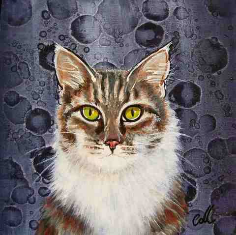 Kat the Maine Coon Pet Portrait