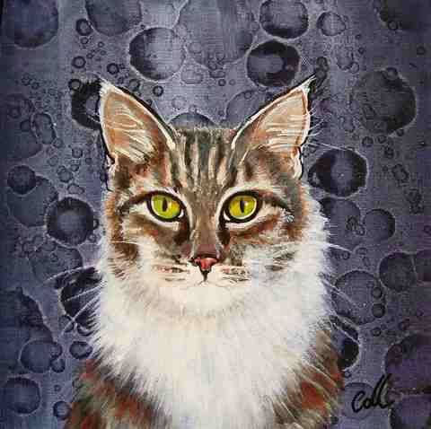 nz pet portrait of a maine koon cat by nz pet portrait artist Collette Fergus