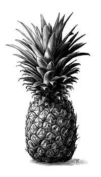 The Pineapple scratch board artwork