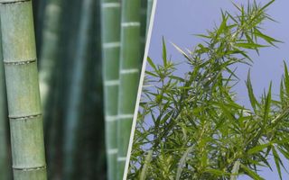 hemp and bamboo plants