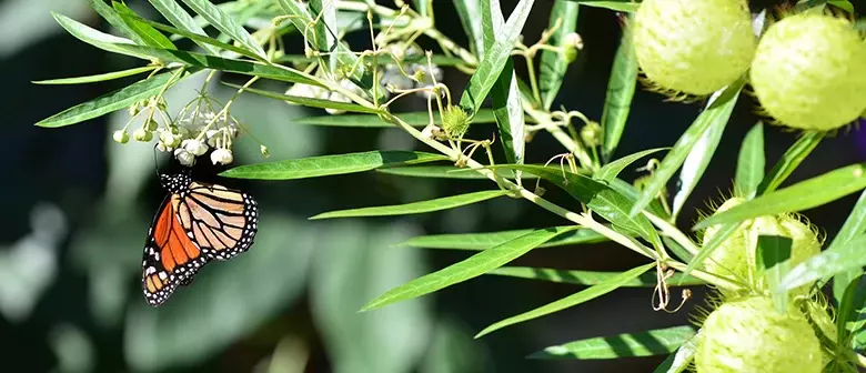 monarch on a swan plant