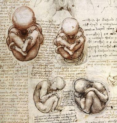 leonardo da vinci drawing of unborn baby