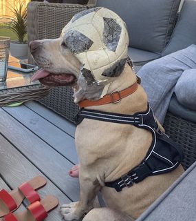 dog wearing a soccer ball on his head