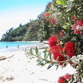 New Zealand pohutakawa tree