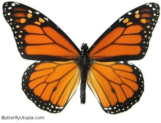 Monarch butterfly