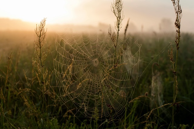 spder web in field