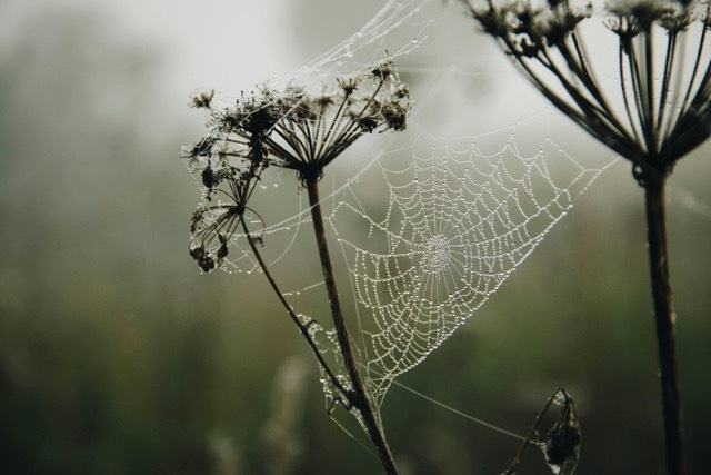 Spider web with dew on plant