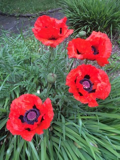 Poppies, tall poppies, painting poppies, ok just poppies then.......