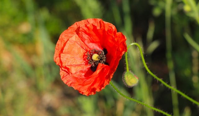 single red poppy flower