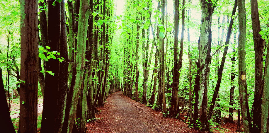 green forest scene